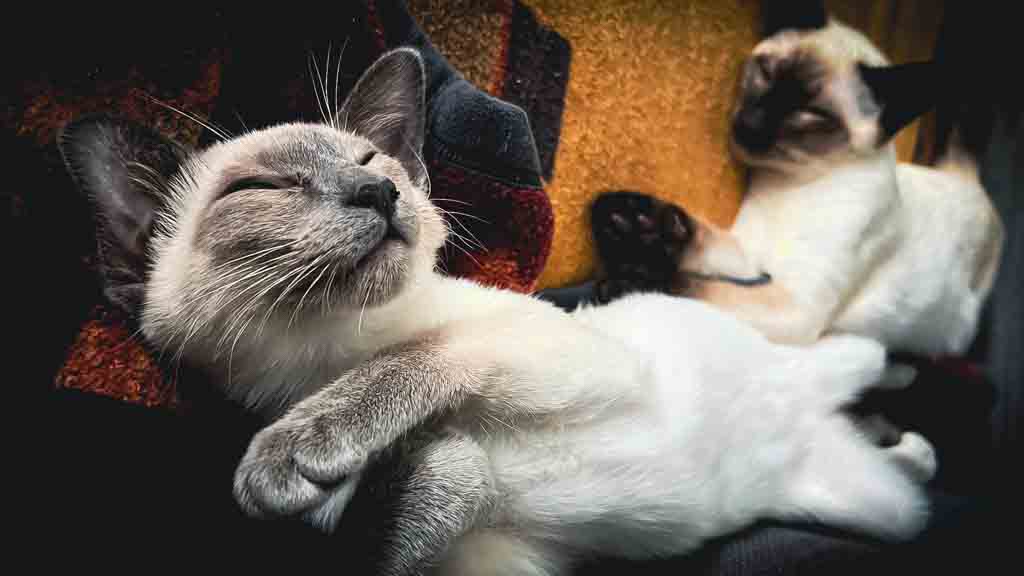 Cats